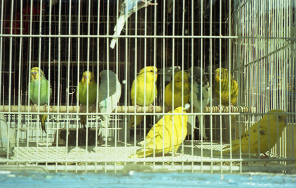 BrentRidge-BirdsInACage-2003.jpg